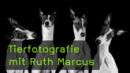 ruth-marcus-tierfotografie-naturfotografie-hunde ruth-marcus-tierfotografie-naturfotografie-hunde